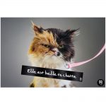 Moquerie - La Plexi Barre - Elle est belle ta chatte